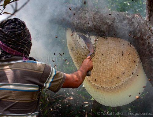 Honey Hunting & Charak Worship Photo Tour Bangladesh