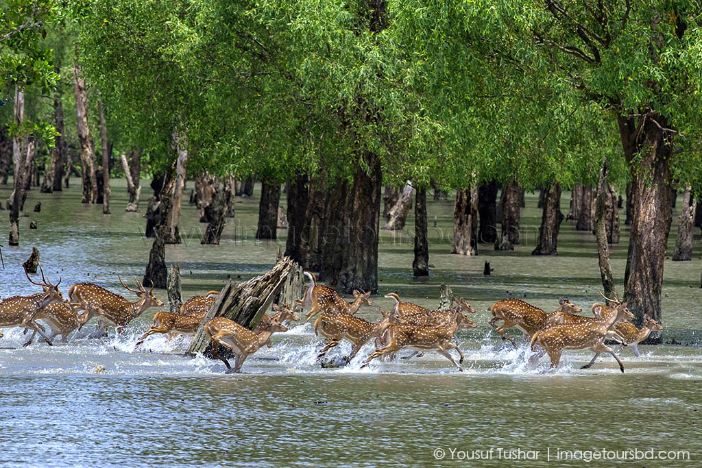 Sundarbans spoted deer_Bangladesh_Image Tours Photo_07